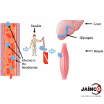 Glycogen Cycle Model